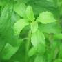 is stevia bad for you or… A Gift from Nature